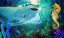 Reef Police
