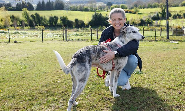 The Shelter: Animal SOS