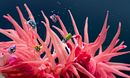 Sea Anemone