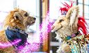 Dog Show