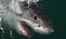 Sydney Harbour Shark Invasion