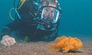 Ocean Oddballs