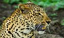 Big Cat Special