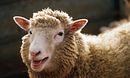 Dolly: The World's Most Famous Sheep
