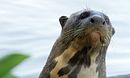 Giant Otter Refuge