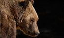 Wild Transylvania: Dracula's Hidden Kingdom