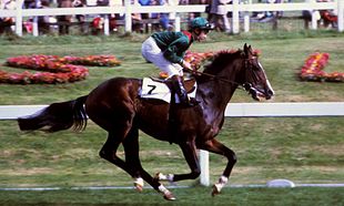 Shergar: The Racehorse and the IRA