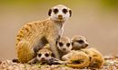 Meerkat Madness