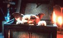 Gremlins