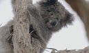 Secret Life of the Koala