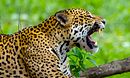 Jaguar Special