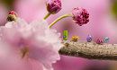 Blossom
