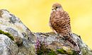 Springwatch