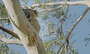 Secret Life of the Koala
