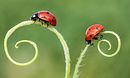The Year of the Ladybirds