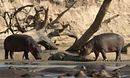 Hippo