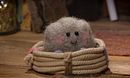 Fluff's Away