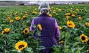 Sunphlowers