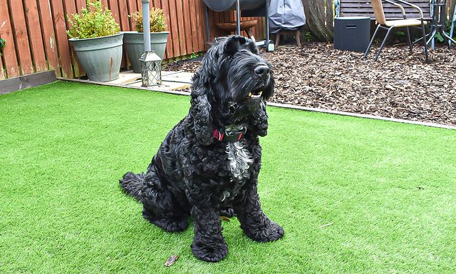 RTÉ Jr TV Channel Listings - Entertainment.ie