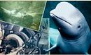 Secrets of the Spy Whale