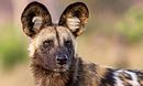 Saving Wild Dogs