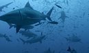 Bull Shark
