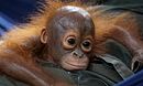 The Monkey Diaries