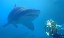 Saving Sharks