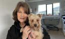 The Shelter: Animal SOS