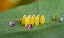 Butterfly Egg