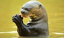 Otter Hide and Seek