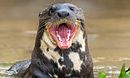 Giant Otter Stakeout