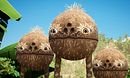 Coconut Roll