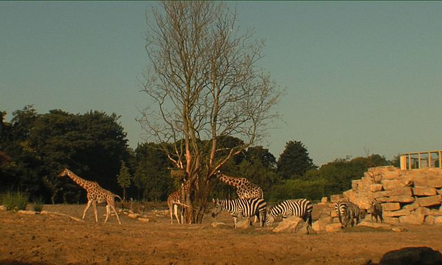 The Zoo