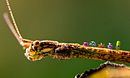 Stick Insect