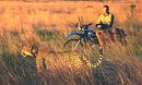 Cheetah Special