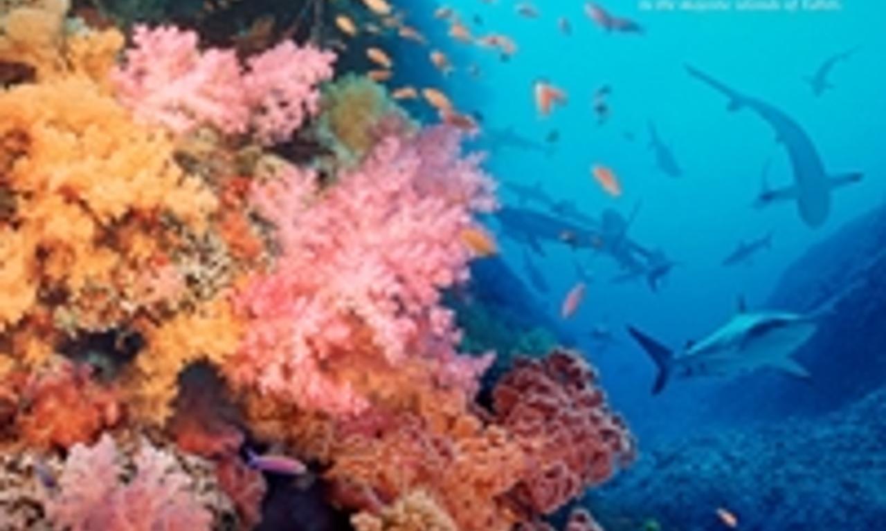 Coral Reef Adventure Where to Watch and Stream Online Entertainment.ie