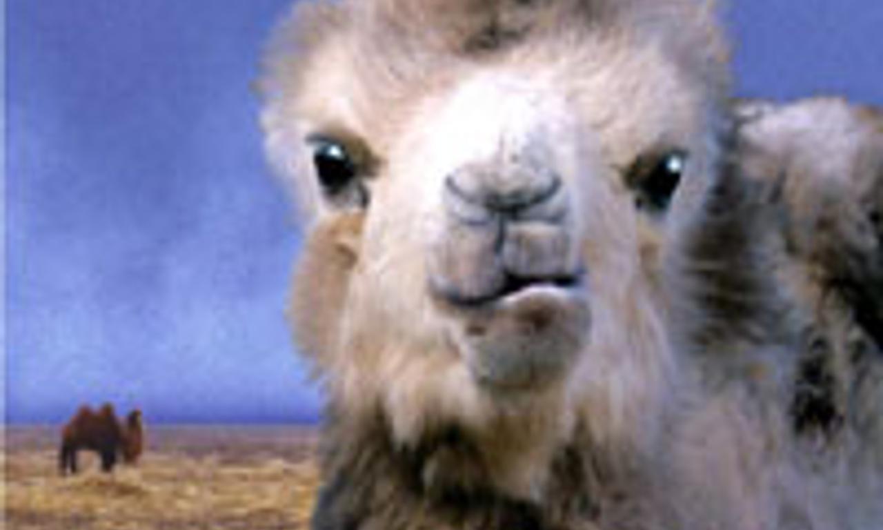 header image for The Story of the Weeping Camel