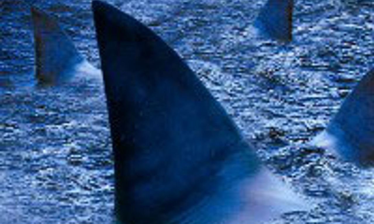 header image for Raging Sharks