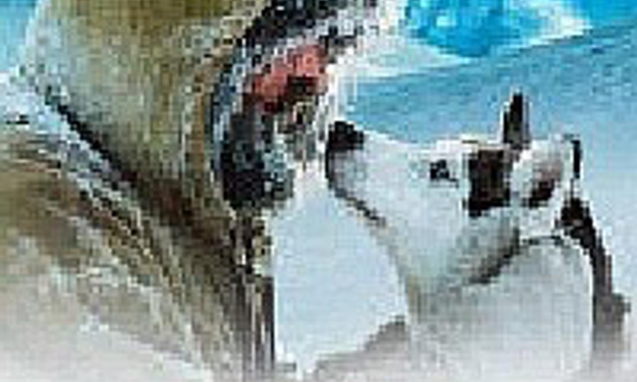 header image for The Last Trapper