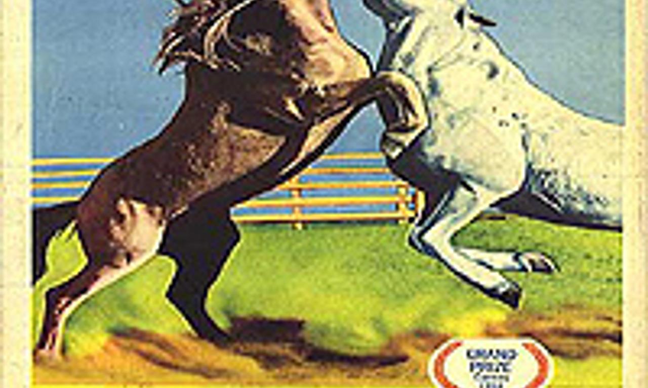 header image for White Mane