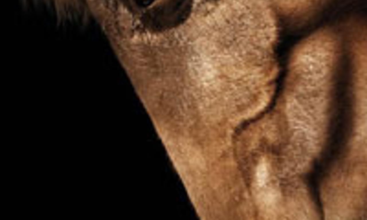 header image for Zoo