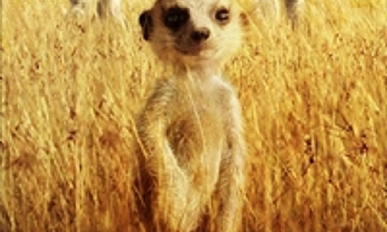 header image for The Meerkats