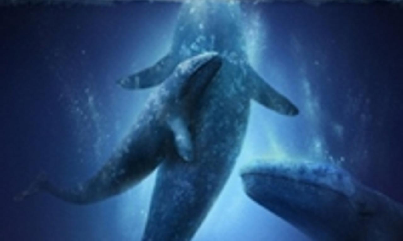 header image for Big Miracle