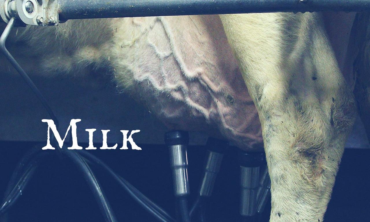 header image for Milk