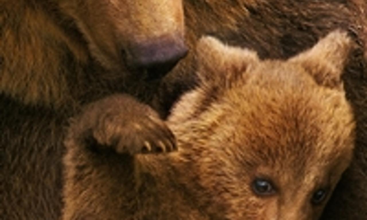 header image for Bears