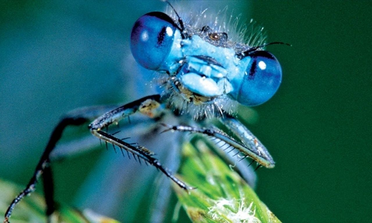 header image for Life in the Undergrowth