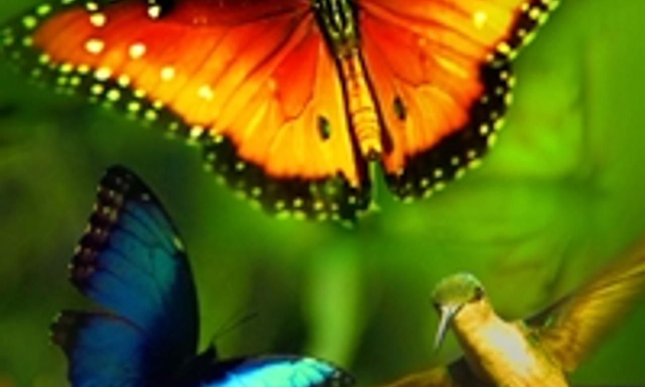 header image for Wings of Life