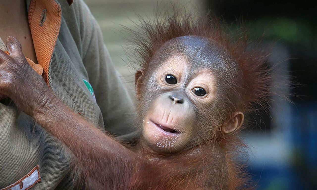 header image for Meet the Orangutans