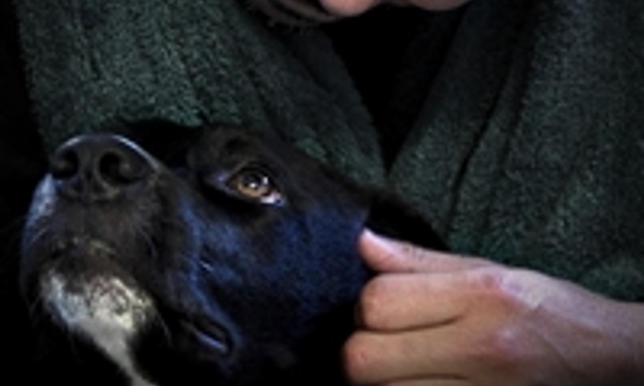 header image for Dogs on the Inside